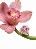 Vanda Pink Crown