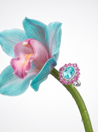 Paraiba Bloom