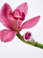 Vanda Framboise