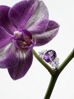 Éclosion Violette