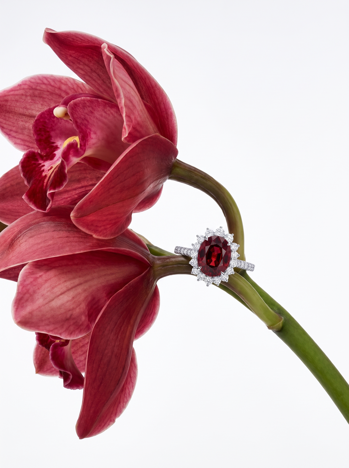 Rouge Absolu